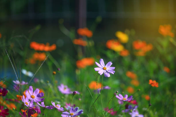 istock Cosmos flowers in the wind with soft sun light 655760994
