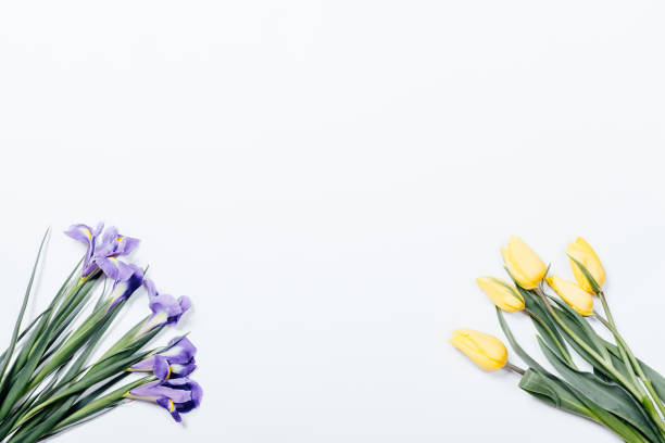 istock Purple irises and yellow tulips on white background 655761528