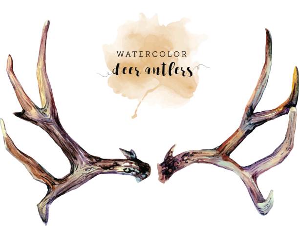 ilustraciones, imágenes clip art, dibujos animados e iconos de stock de cornamentas de los ciervos de acuarela - stags horn