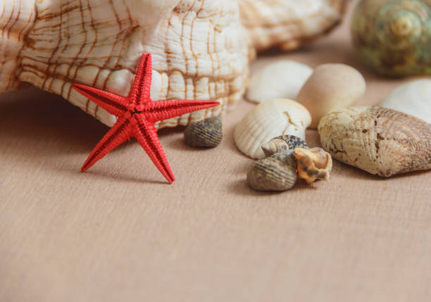 istock Seashells and starfish on wooden background 655772238