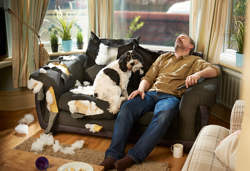 a man has fallen asleep whilst his canine pal has destroyed the sofa .