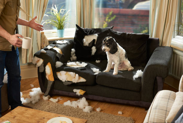 man's best friend a man has nipped out for a cup of team whilst his canine pal has destroyed the sofa . chewing stock pictures, royalty-free photos & images