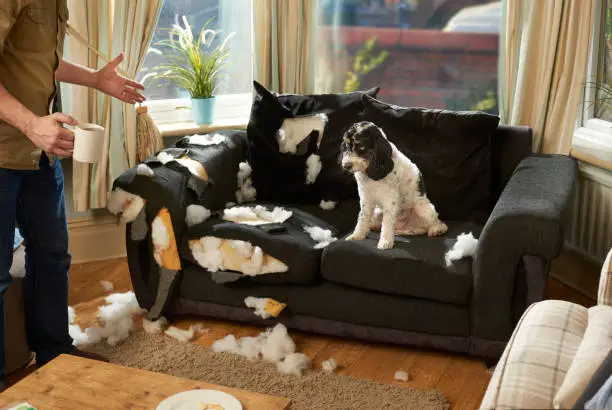 a man has nipped out for a cup of team whilst his canine pal has destroyed the sofa .
