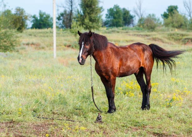 istock Brown horse on a summer pasture 655773440