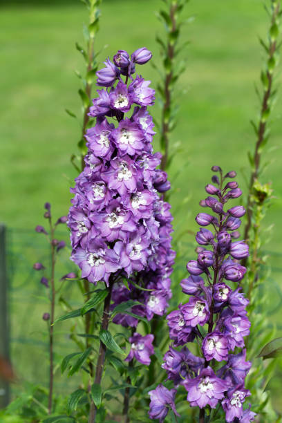 istock Purple Delphinium Flower in Garden 655782208