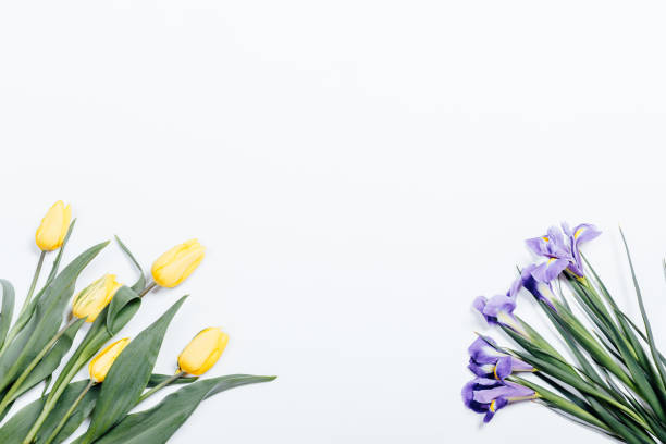 istock Yellow tulips and purple irises on a white background, top view 655785362