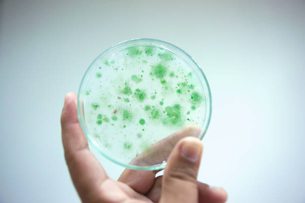 istock Colony of blue green algae in culture medium plate. 655786488