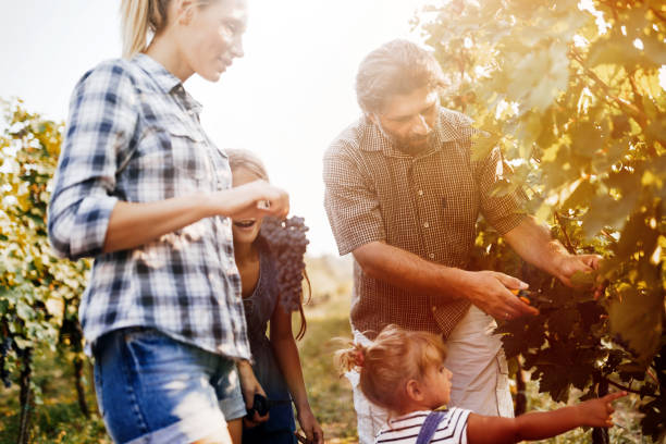 ワインメーカーの家族は収穫前にブドウ園で一緒に幸せ - family grape ストックフォトと画像