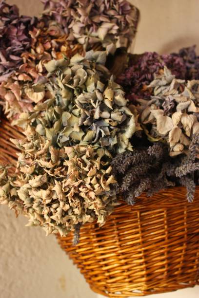 istock Floral suspension - Dried plants 655794624