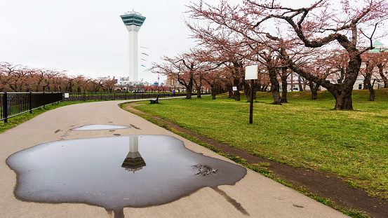 Goryokaku park and sakura blossom with  tower reflection in Hakodate, Hokkaido, Japan