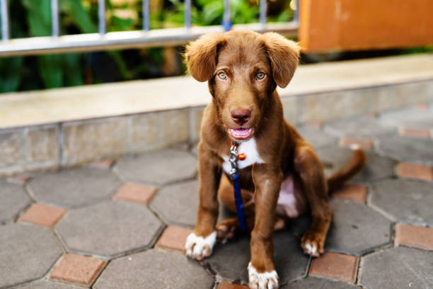 Cute brown labrador retriever puppy dog chained