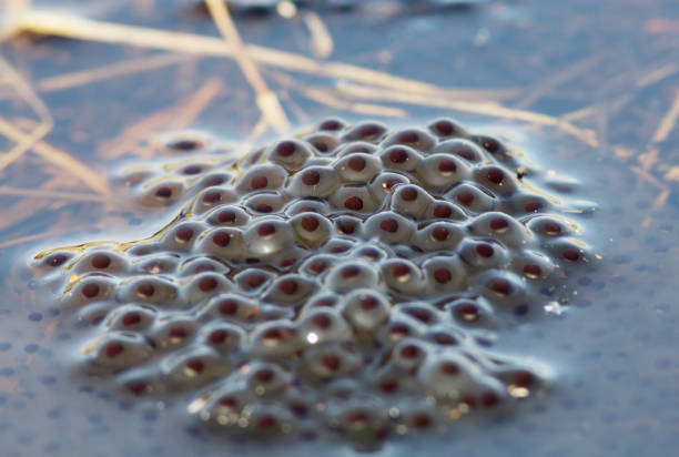 istock Egg Clumps of Moor Frog (Rana arvalis) 655801070