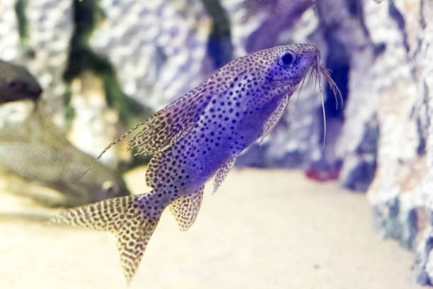 istock Beautiful colorful fish in the aquarium 655801206