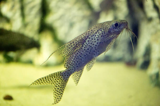 istock Beautiful colorful fish in the aquarium 655801322