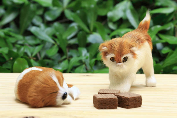 istock sleeping dog and a cat look the wafer with chocolate cream. 655814562