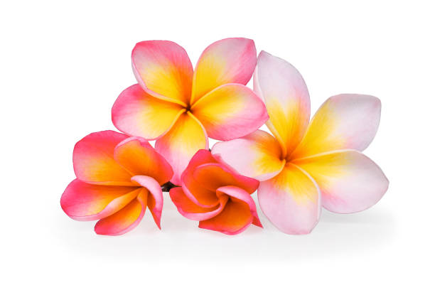 istock frangipani flowers isolated on white background 655817644
