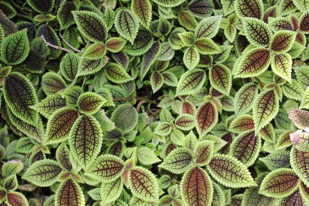 istock Moon Valley plant - Pilea Mollis 655817896