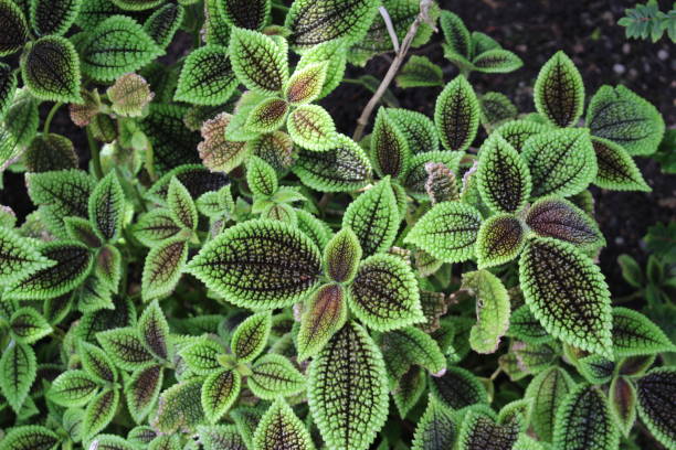 istock Moon Valley plant - Pilea Mollis 655818524