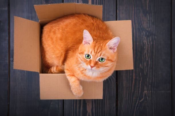 istock Cute red cat in a cardboard box. 655820310