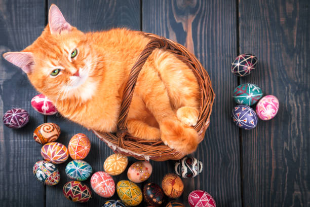 istock Cat sitting in the basket on a wooden background with Easter eggs. 655820592