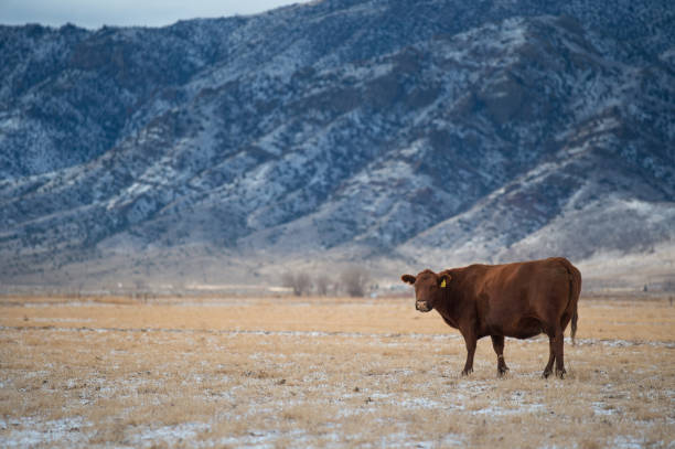 istock Cows in a meadow Winter Domestic Cattle 655823858