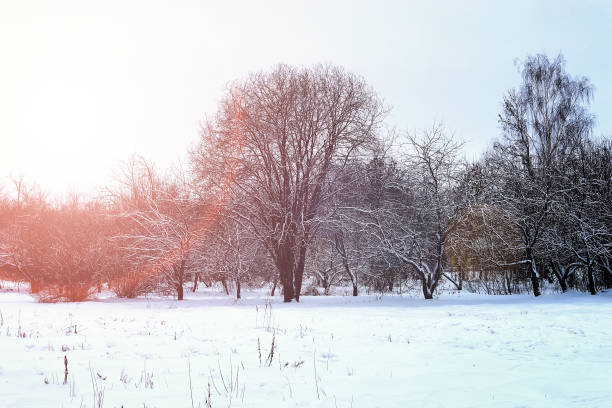 istock sunrise landscape winter park trees 655824026