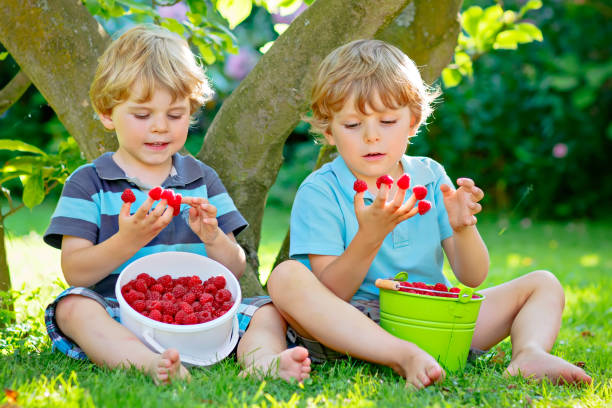 istock Two little friends, kid boys having fun on raspberry farm in summer 655825238