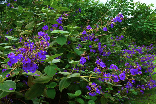 istock Beautiful purple flower 655839938