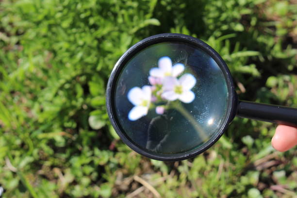 istock Rock Cress flower - Arabis Caucasica 655843988