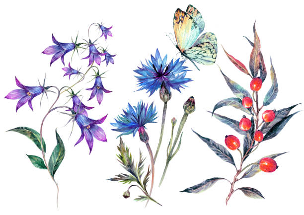 야생화의 빈티지 수채화 모음 - hawthorn flower old fashioned botany stock illustrations