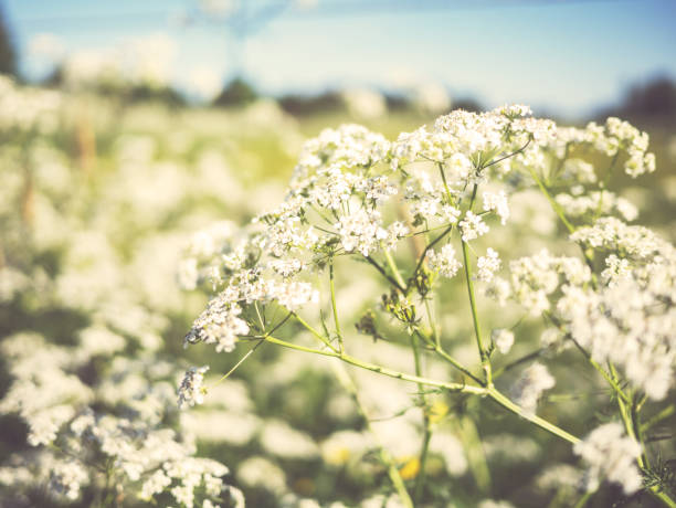 Flowering cow parsley in bright sunlight.