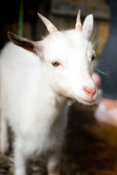 istock Beautiful goat kid outside 655847432