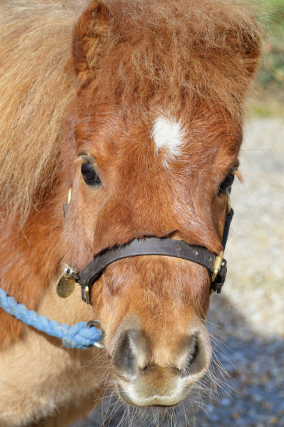 istock Shetland pony with white blaze star head shot 655847560