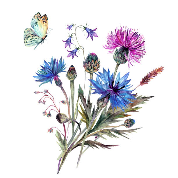 ilustrações, clipart, desenhos animados e ícones de vintage aquarela bouquet de flores silvestres de verão. - campanula bluebell flower leaf