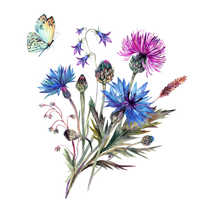 Watercolor bouquet of summer wildflowers. Drawn cornflower, thistle, bellflower, meadow herbs and butterfly. Botanical illustration in vintage style. Floral decoration. Country, shabby chic design.