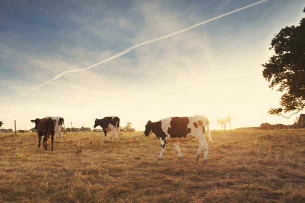 istock Cows waklking on field in sunrise 655853032