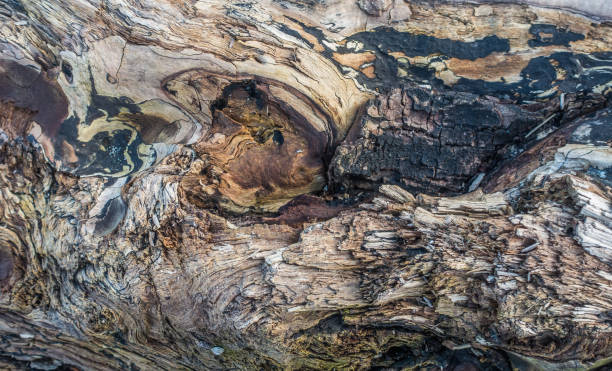 Warped Driftwood Closeup 4 A closeup shot of a warped driftwood log. gnarly wood texture stock pictures, royalty-free photos & images