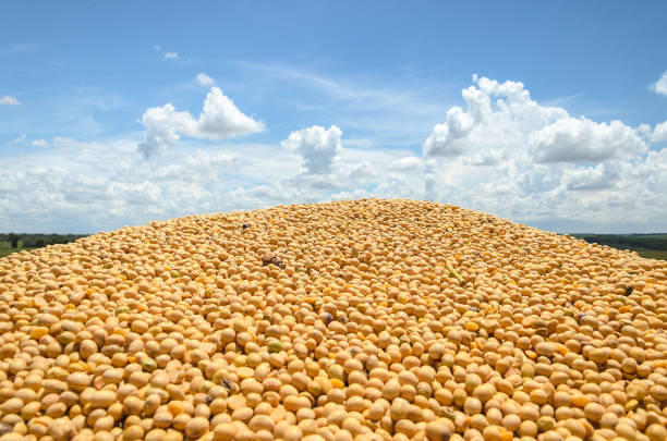 Many freshly harvested soy beans. Soya with a blue sky on background. Rural landscape.