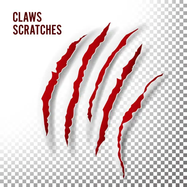 Vector illustration of Claws Scratches Vector. Claw Scratch Mark. Bear Or Tiger Paw Claw Scratch Bloody. Shredded Paper