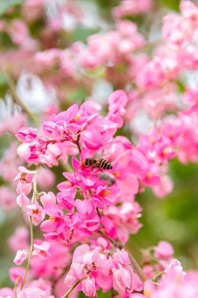 istock close up, Mexican Creeper, Chain of Love flower 655858062