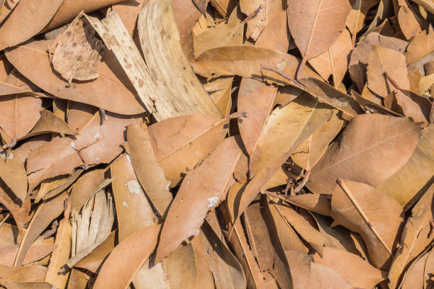 istock Dry brown leaf in the wild 655858174