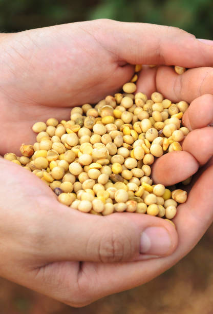istock Mens hand holding soya grains 655861100