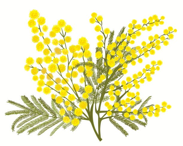 Hand-drawn branch of mimosa isolated on white background Hand-drawn branch of mimosa isolated on white background. A good idea for your design, poster, greeting card, web banner. Vector illustration acacia tree stock illustrations
