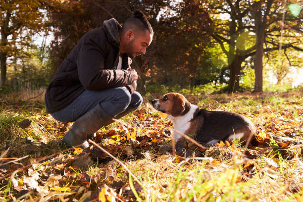 homem novo que exercita o cão na floresta do outono - dog multi ethnic group people one person - fotografias e filmes do acervo