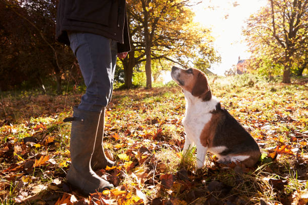 close-up de cão sendo levado para passear na floresta de outono - dog multi ethnic group people one person - fotografias e filmes do acervo
