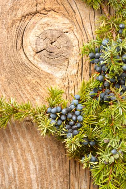 istock Juniper berries on vintage wooden background 655868120