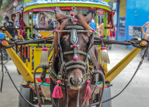 istock Taxi Horses 655868354