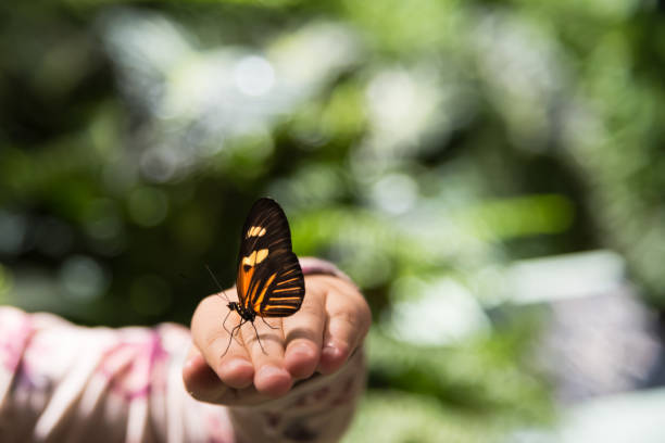 istock Monarch butterfly sitting on the girl hand 655873016