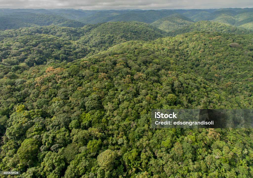 Atlantic Forest over sea of hills Atlantic Forest or Primary Atlantic Forest over sea of hills. Brazil Stock Photo