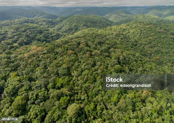 Atlantic Forest Over Sea Of Hills Stock Photo - Download Image Now - Brazil, Forest, Horizontal